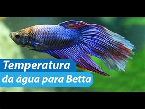 peixe betta temperatura da água